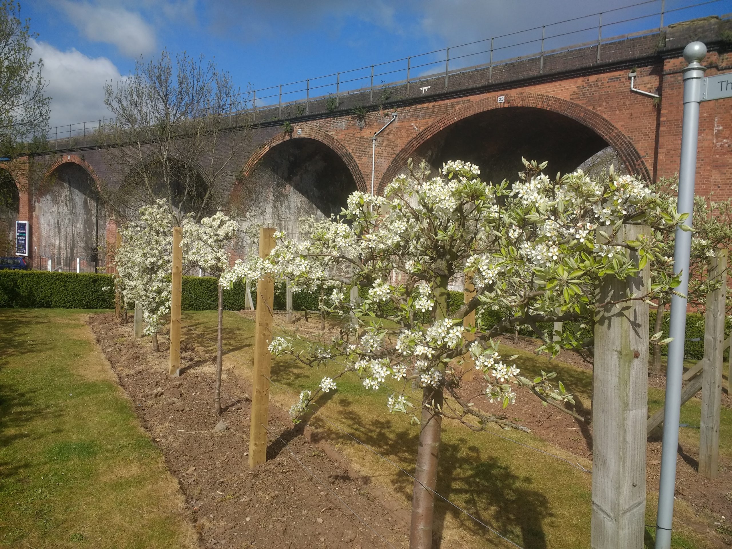 Blossom on the Worcester Pear Tree outside The Hive