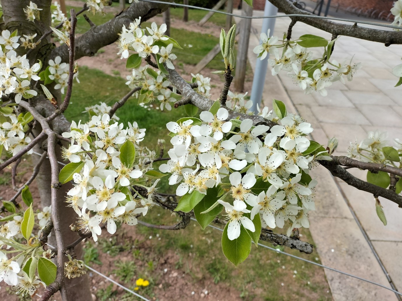 pear tree blossom
