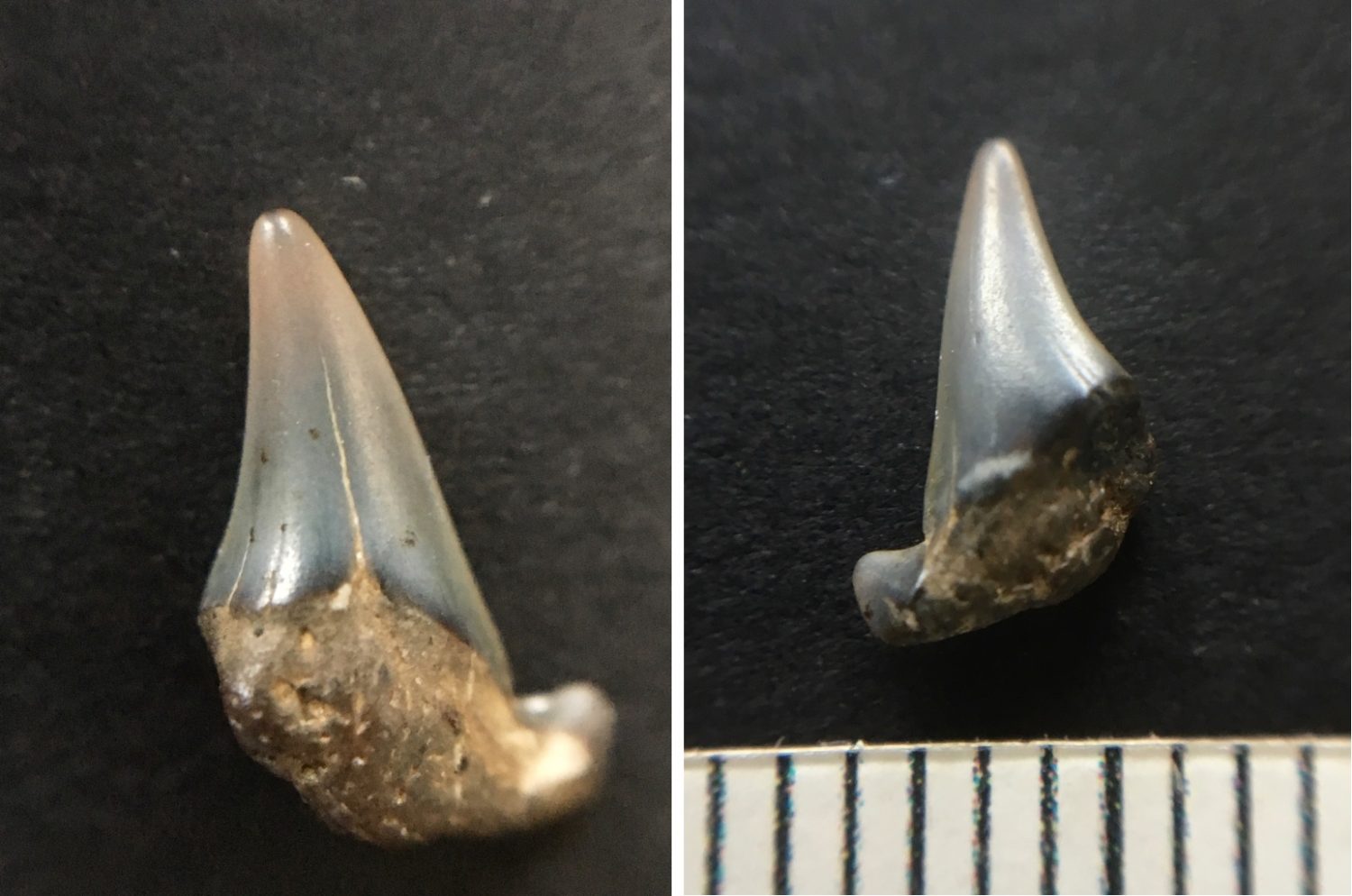 Fossilised shark tooth with and without scale