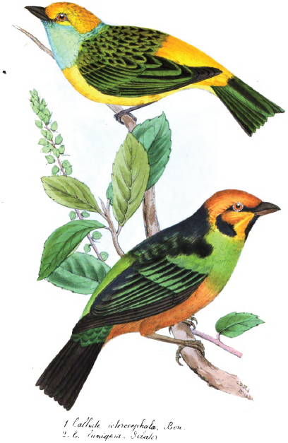 Watercolour illustration of two birds