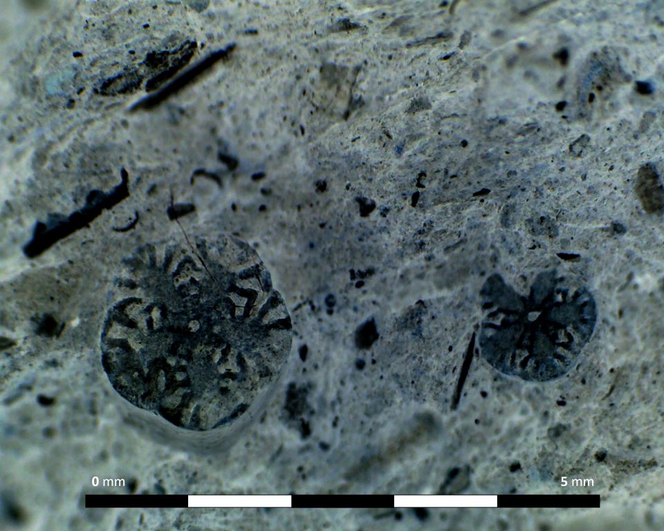 Close up photo of fossil inclusions