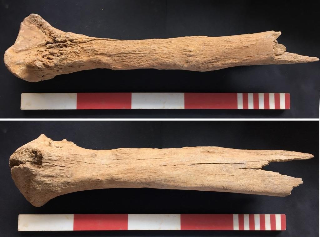 Both sides of mammoth radius