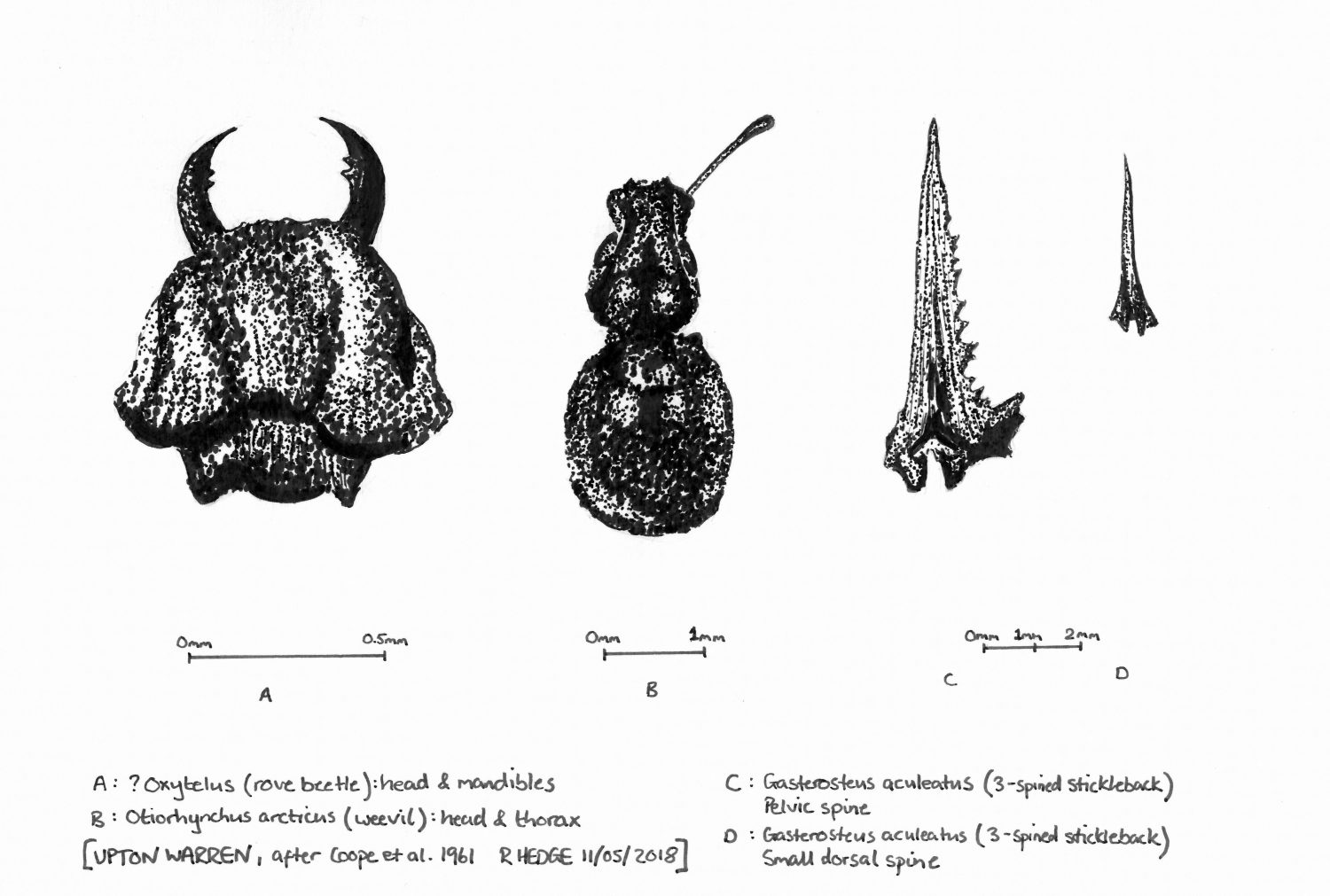 Four insect remains - black & white drawing