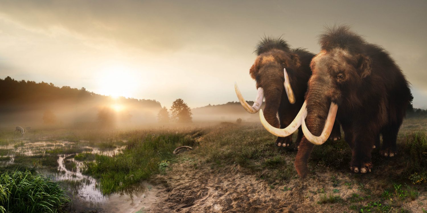 Two mammoths in a grassy, damp landscape with trees on the left horizon