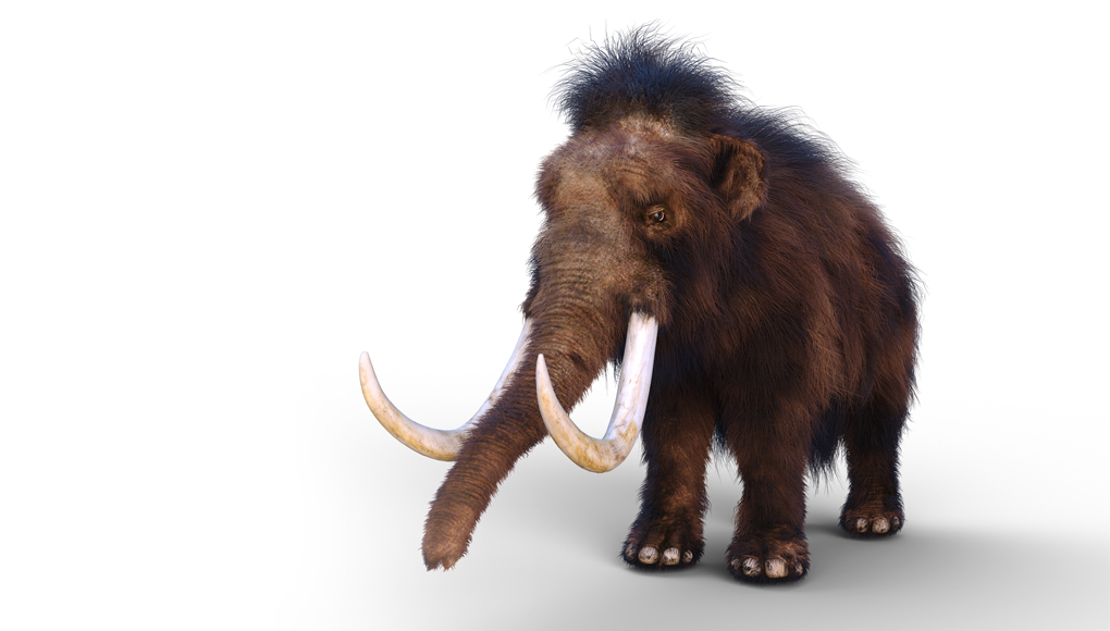 Adult mammoth