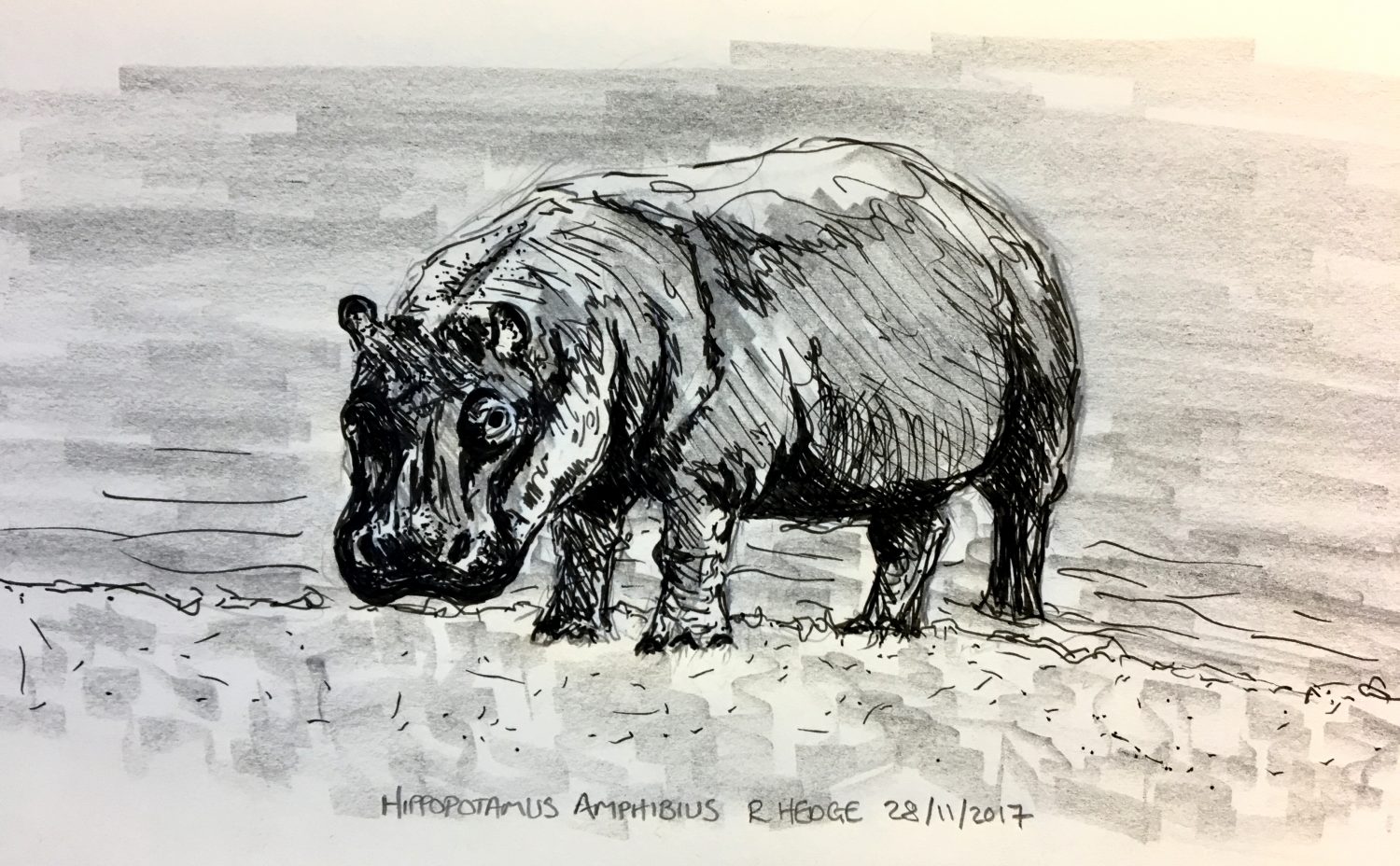 Hippo sketch