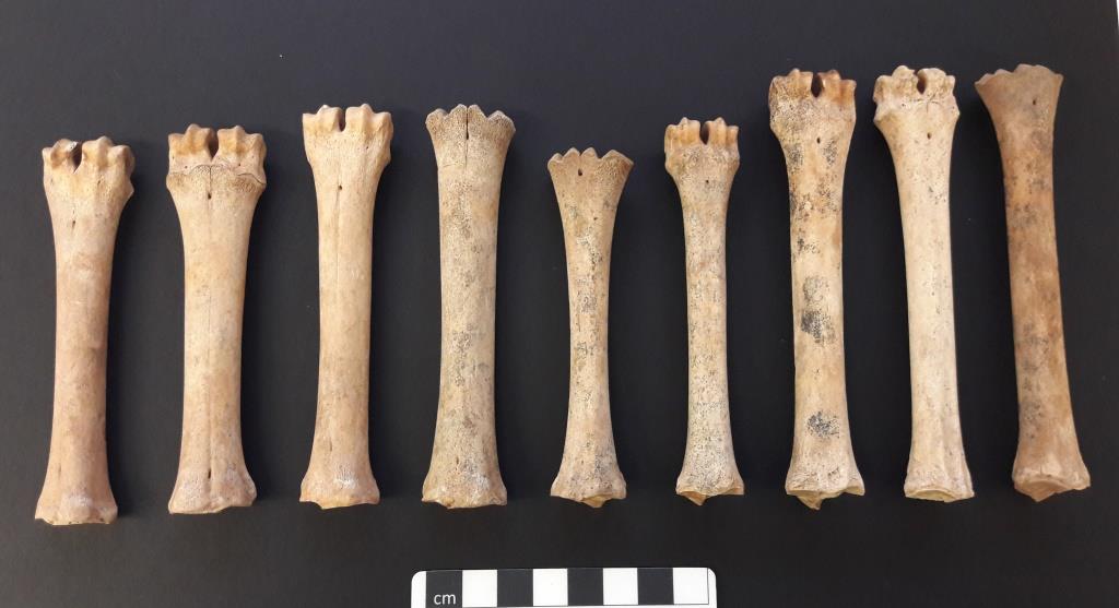 Nine sheep metapodials with cm scale