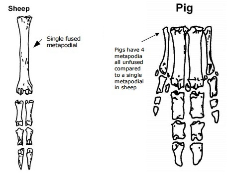 Diagram of sheep & pig foot bones