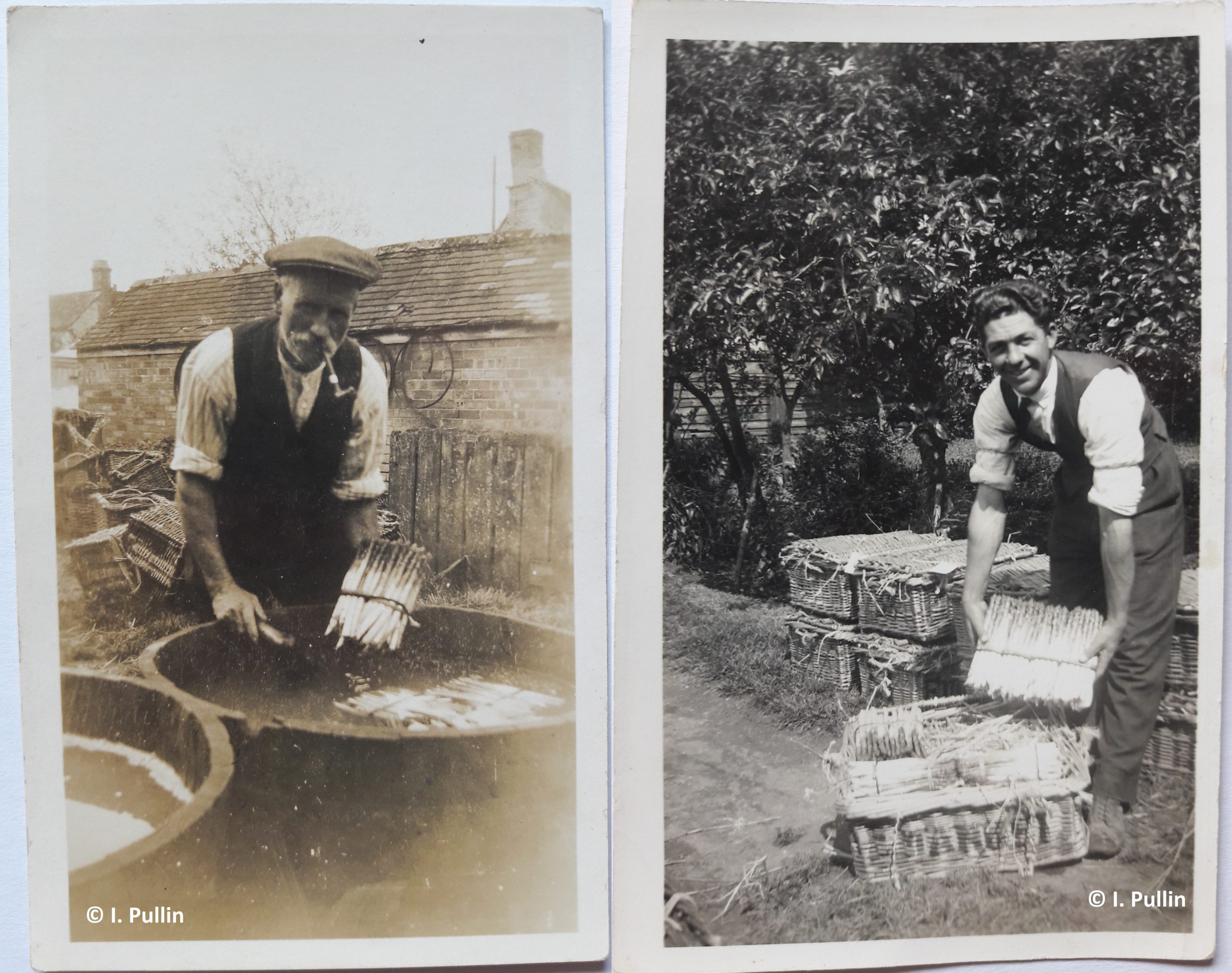 Washing & packing asparagus