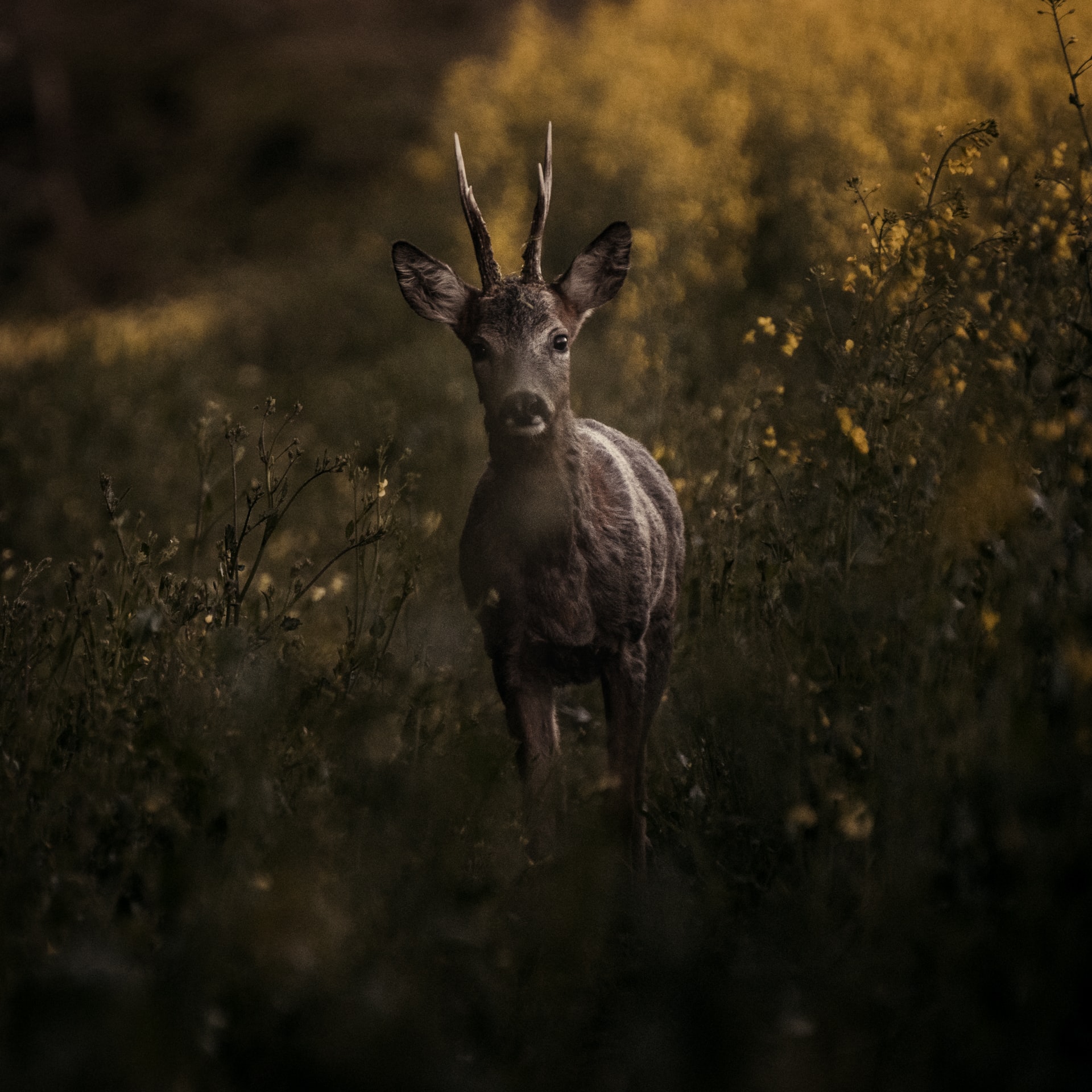 Deer