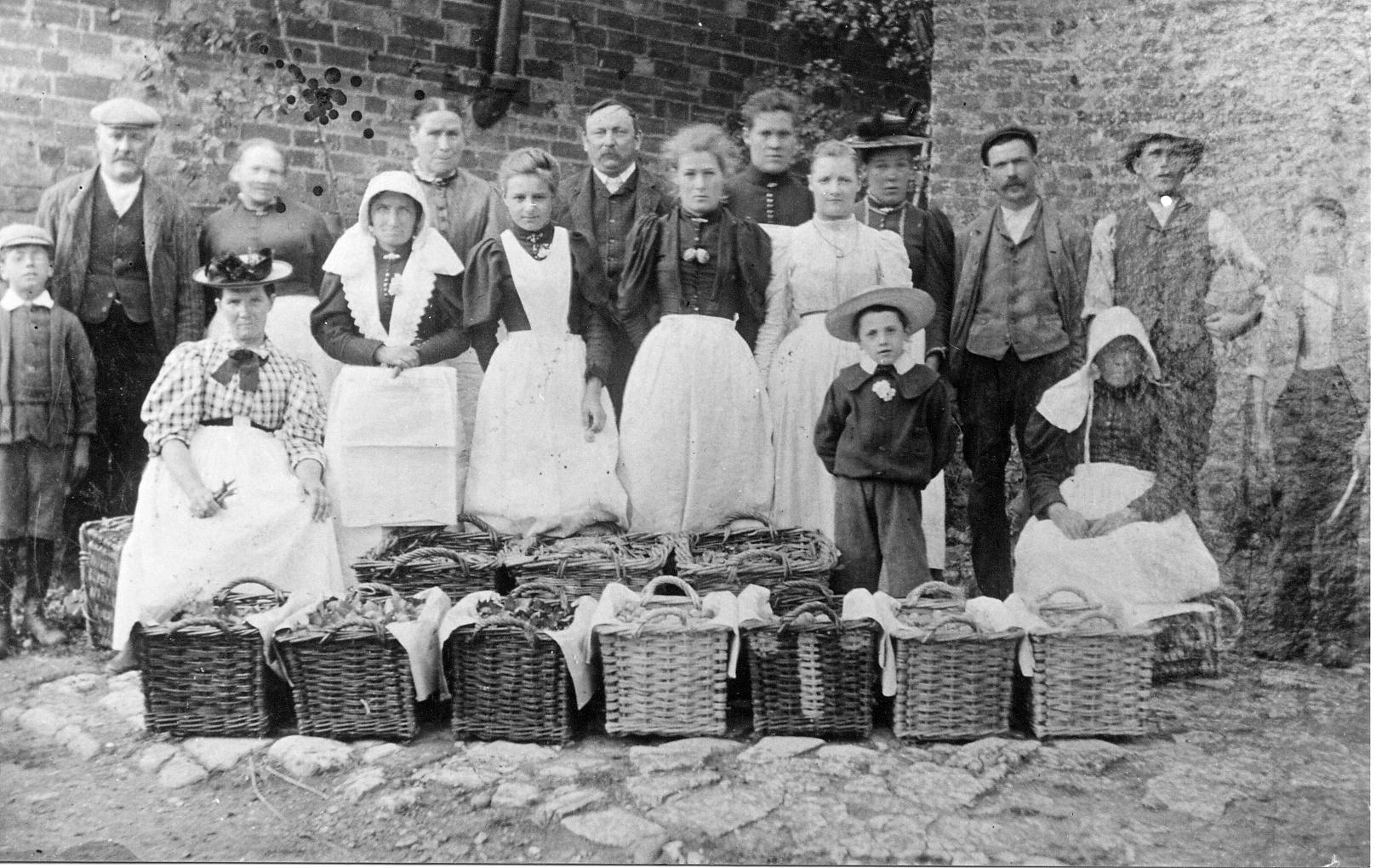 Market gardening produce - 1880