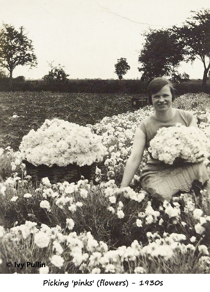 Picking pinks in the 1930s