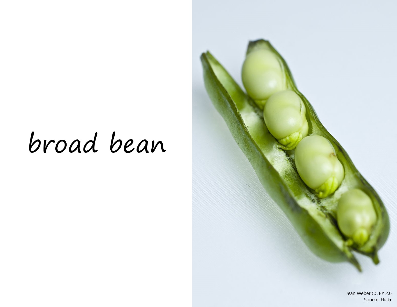 Broad bean photo labelled