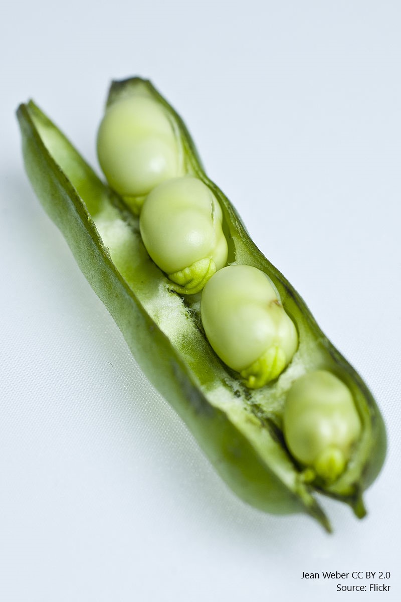 Broad bean