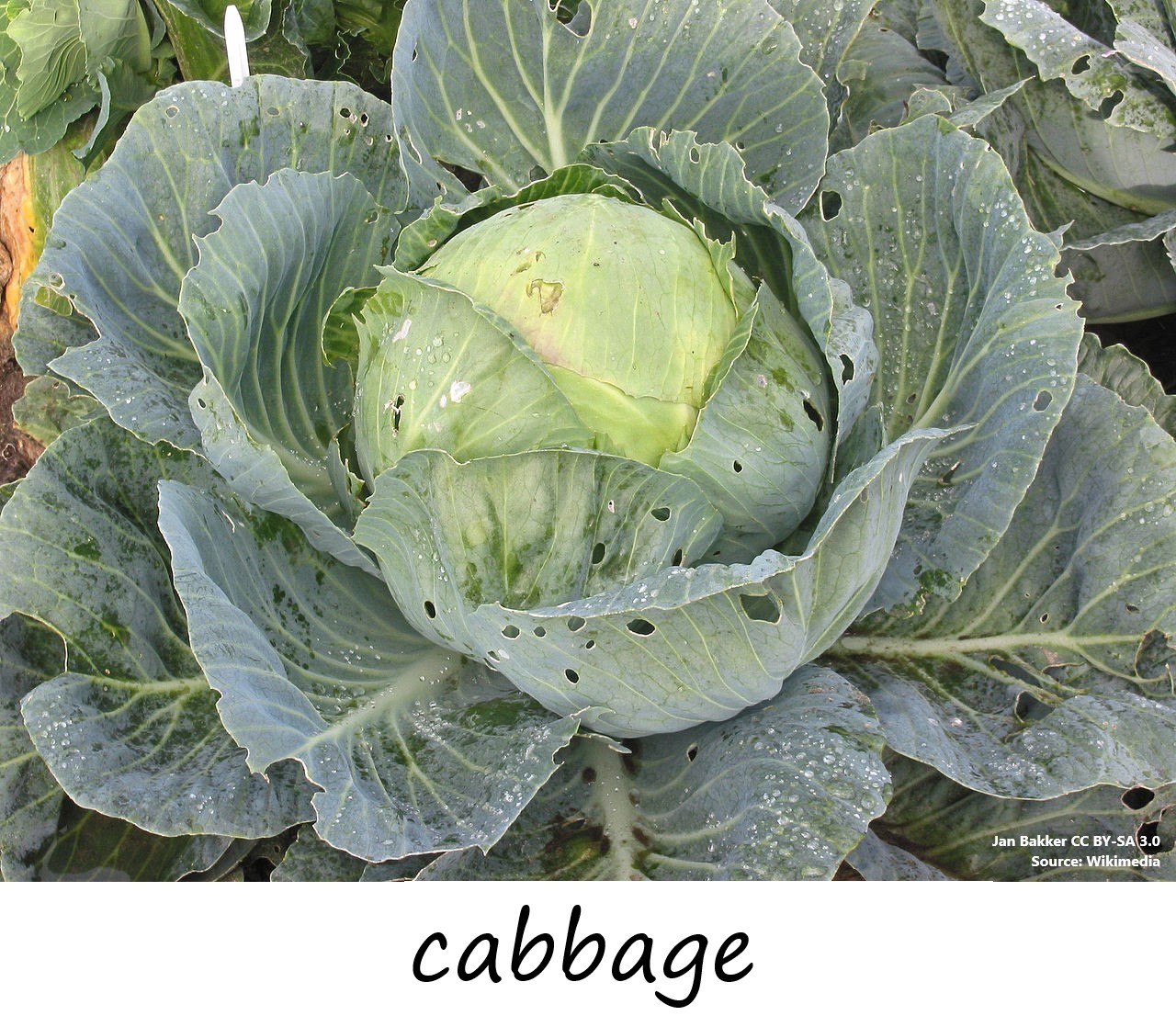 Cabbage photo with label