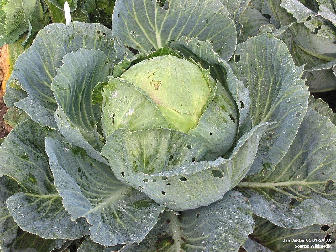 Cabbage