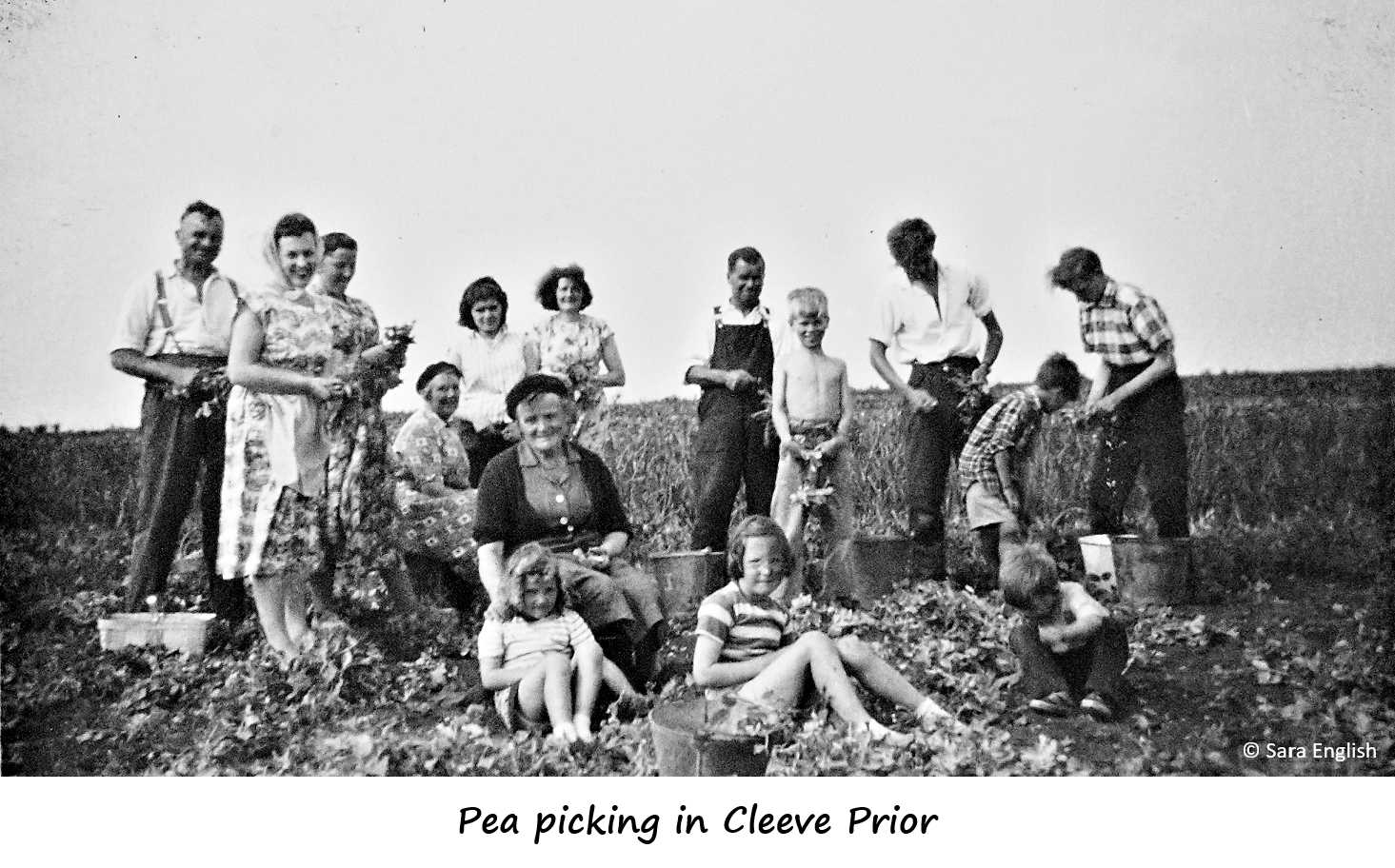 Extended family pea picking