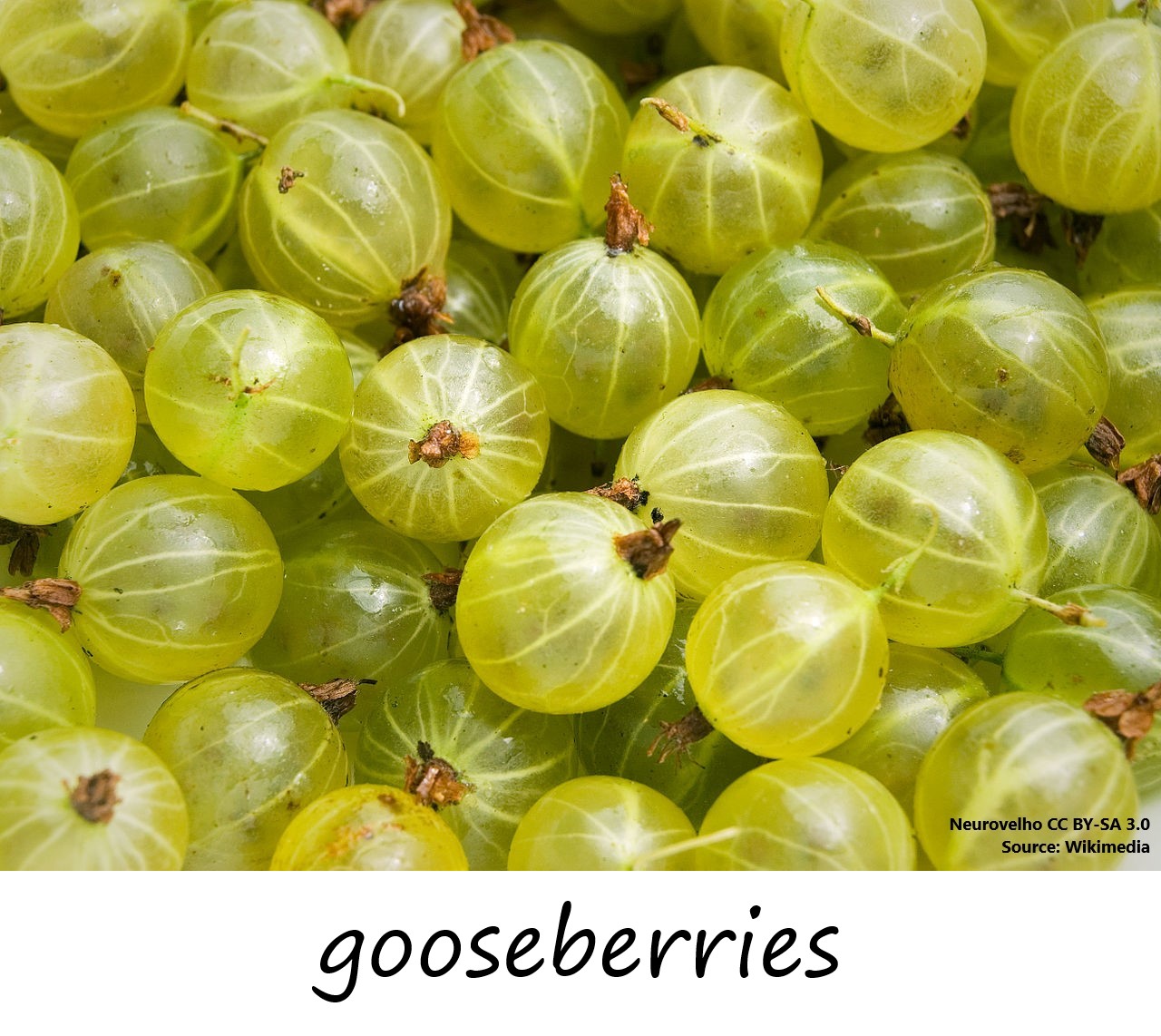 Gooseberry photo with label