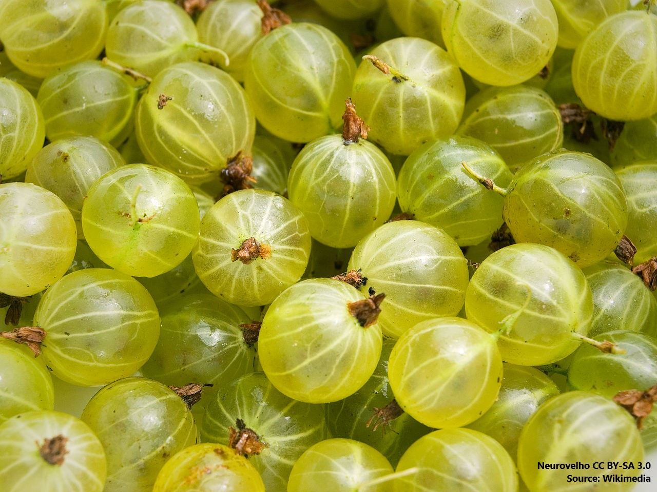 Gooseberries