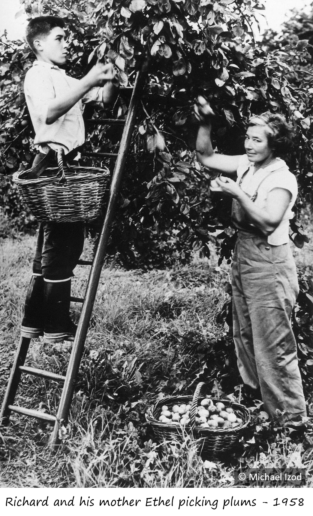 Mother & son plum picking