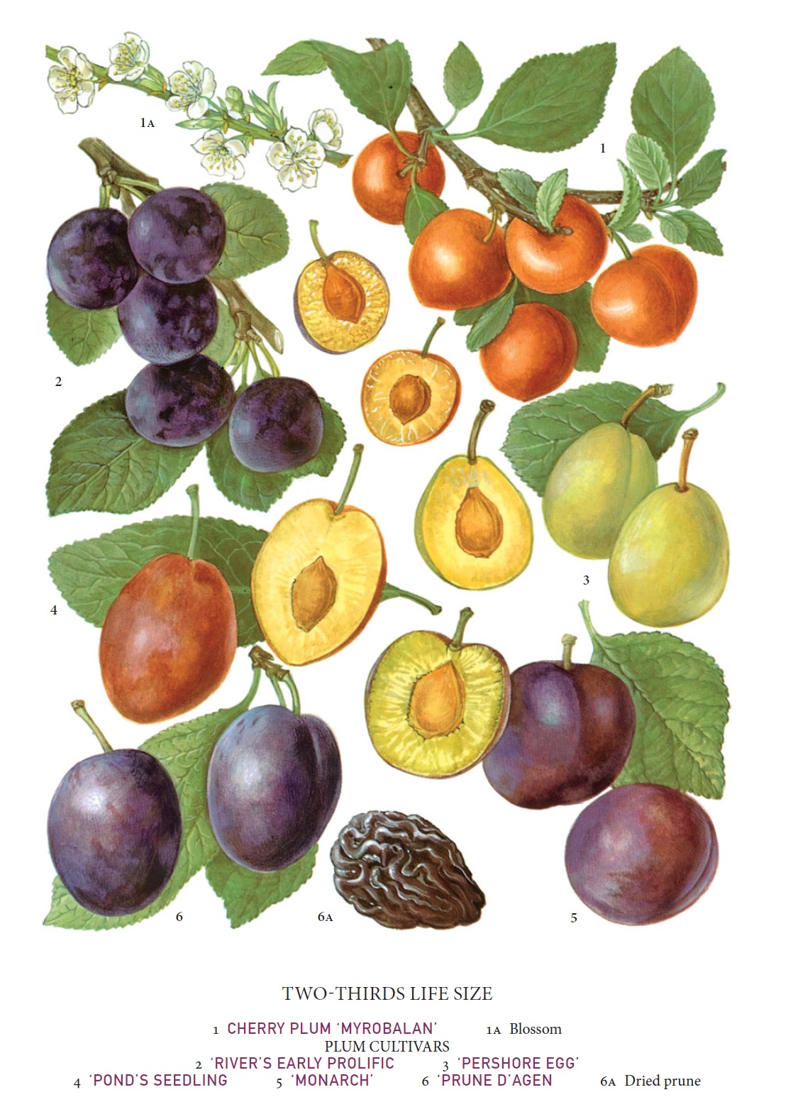 Illustration of plum varieties