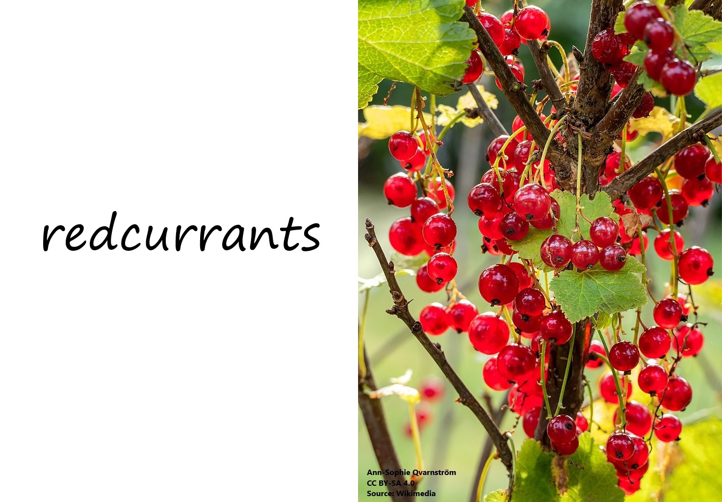 Redcurrants photo with label