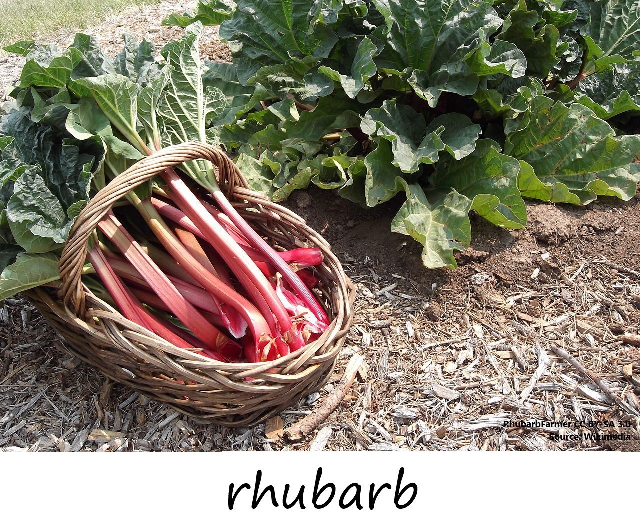 Rhubarb photo labelled