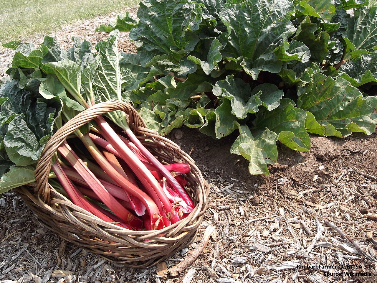 Rhubarb