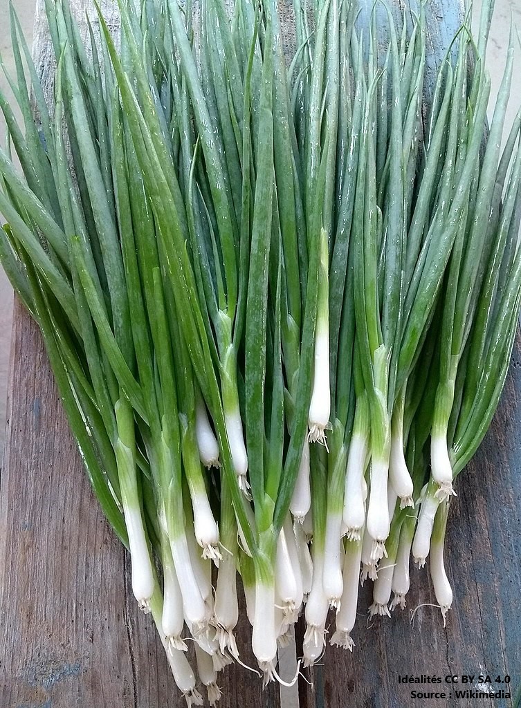 Spring onions