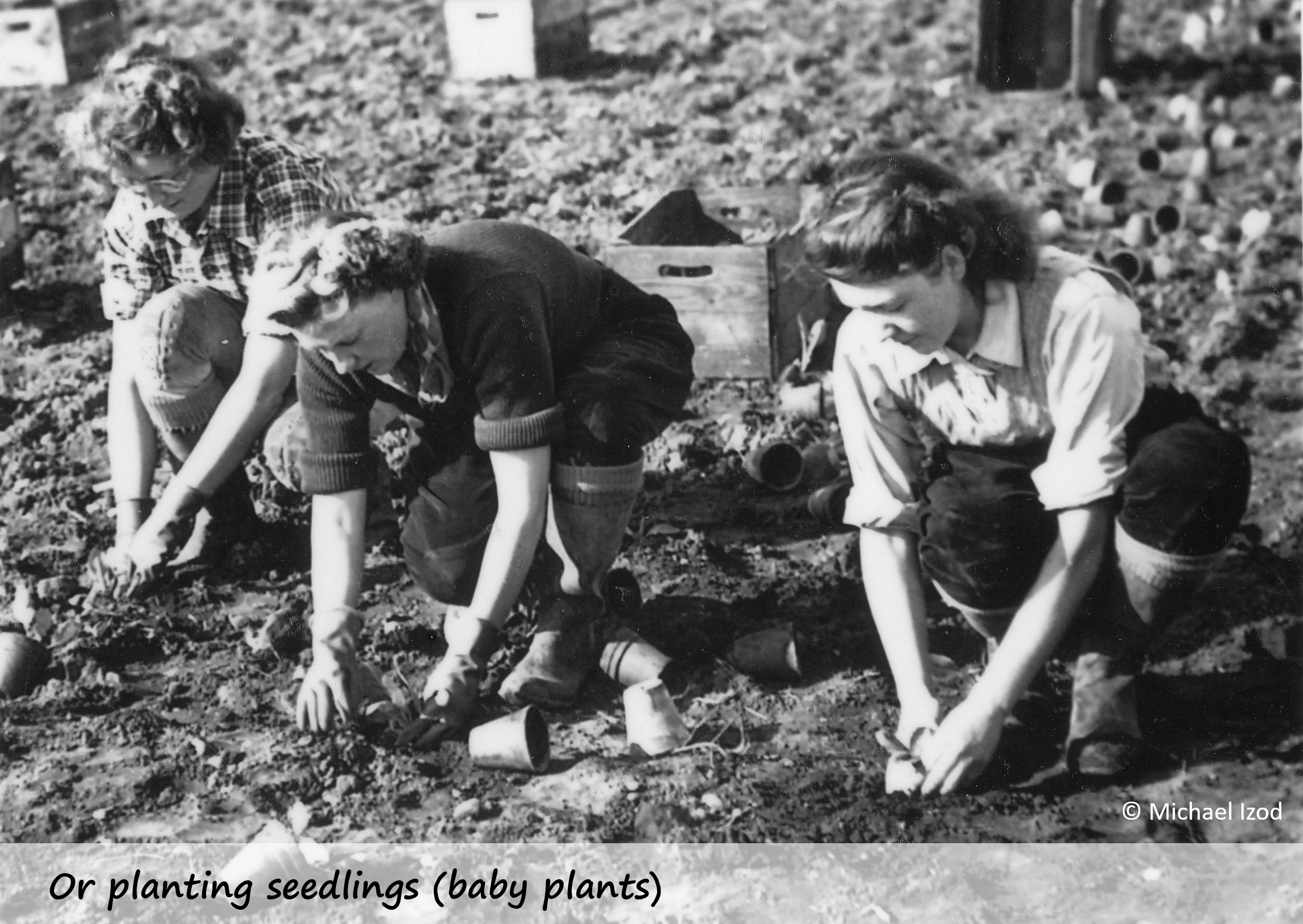 Step 3b - planting seedlings copyright