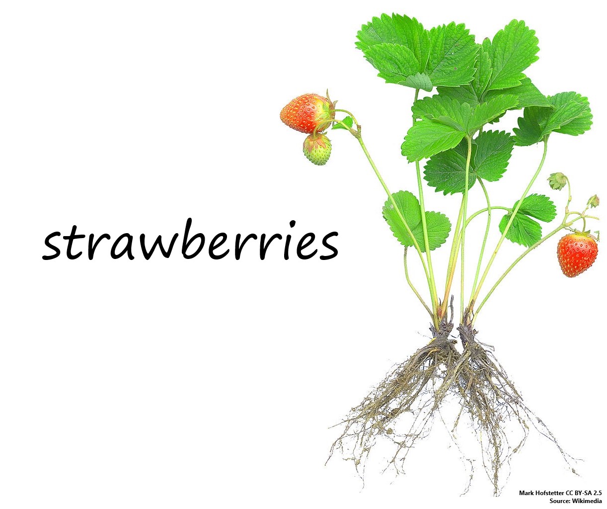 Strawberry plant with label