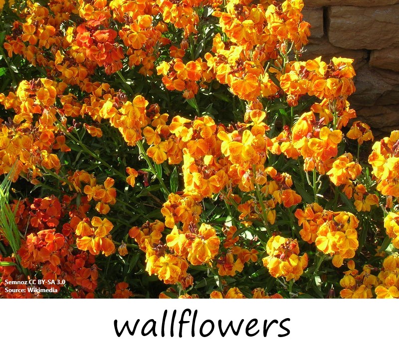 Orange wallflowers with label