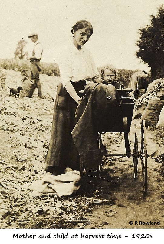 Mother with pram in harvest