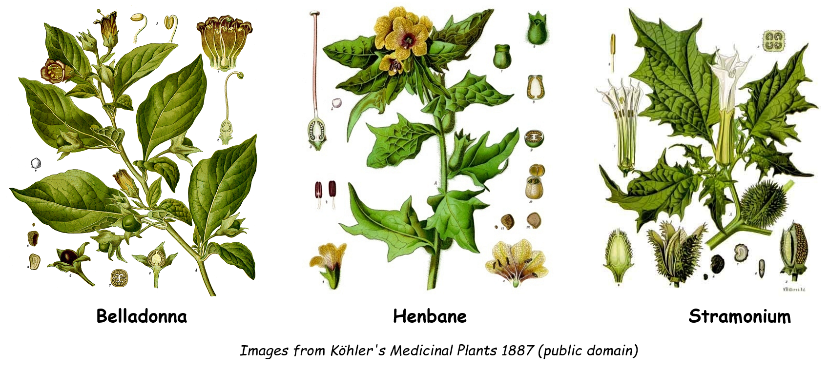 Henbane, belladonna and stramonium plants