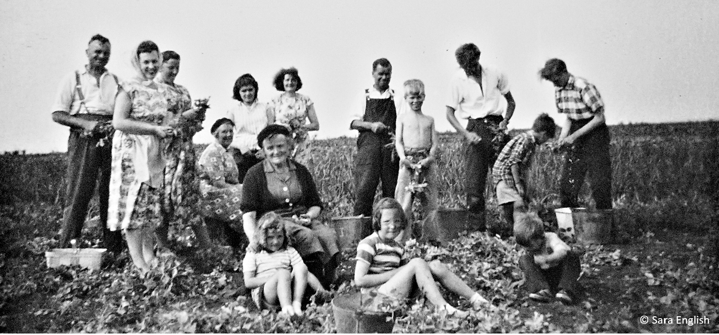 Family pea picking in Cleeve Prior