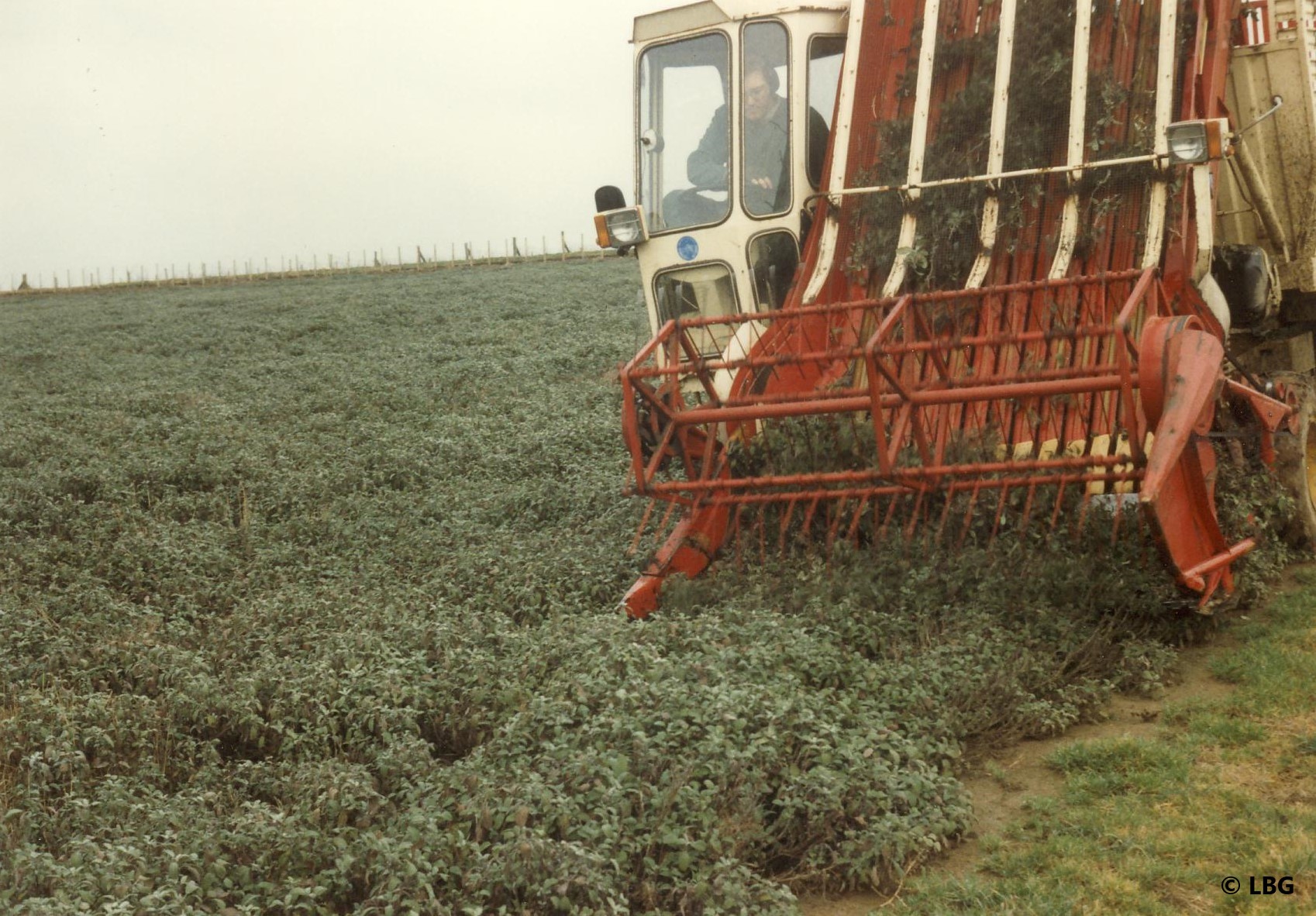 Machine harvesting sage