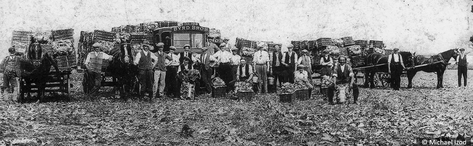 Laden vehicles in crop field