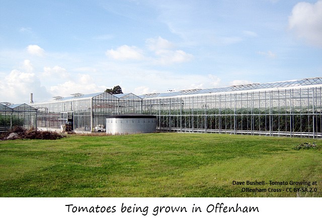 Tomatoes in Offenham glasshouses