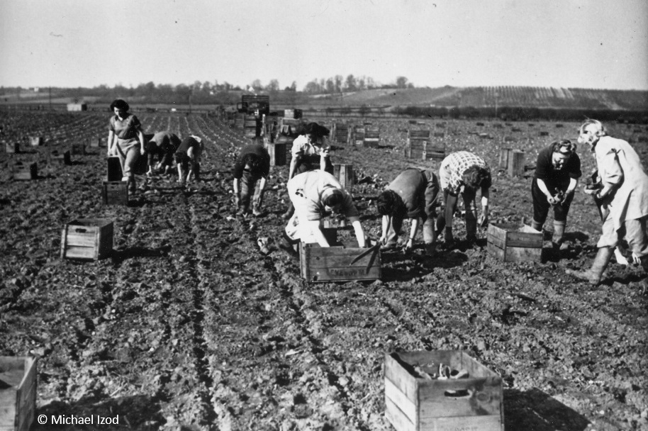 Boxes of seedlings being planted