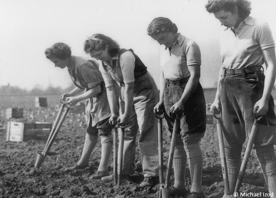 Line of land girls planting potatoes