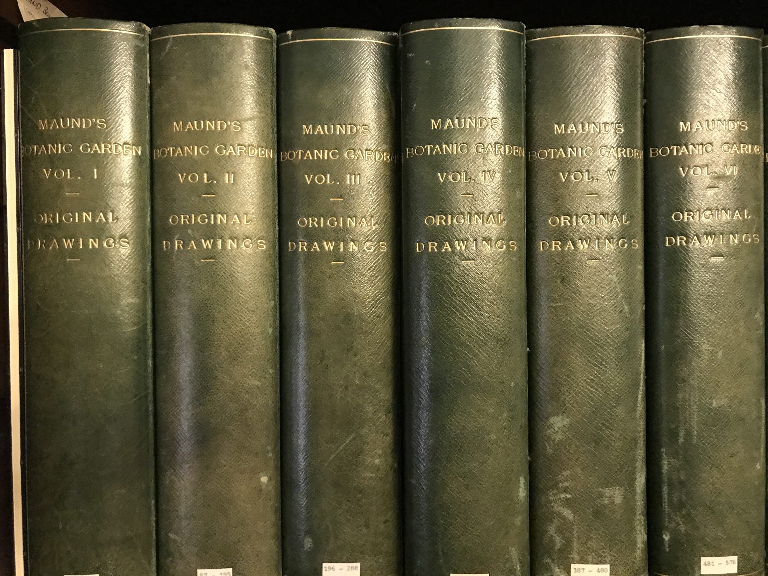 13 Volumes of Original watercolours from Maund's The Botanic Garden at NHM Library Special Collections Botany Drawings CUPD 12