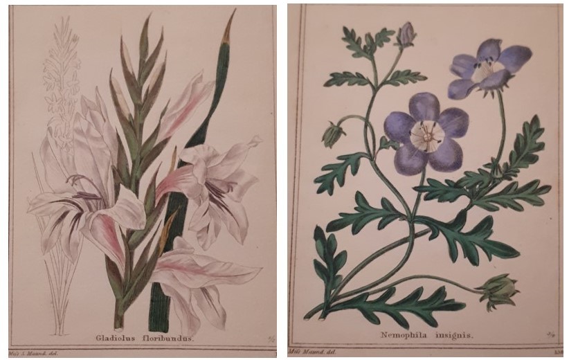 Gladiolus floribundus on Plate 2 of Vol VII of Maund’s The Botanic Garden painted by Miss S. (Sarah) Maund & Nemophila insignis on Plate 3 of Vol VII of Maund’s The Botanic Garden painted by Miss (possibly Eliza?) Maund at Ref LP 581 