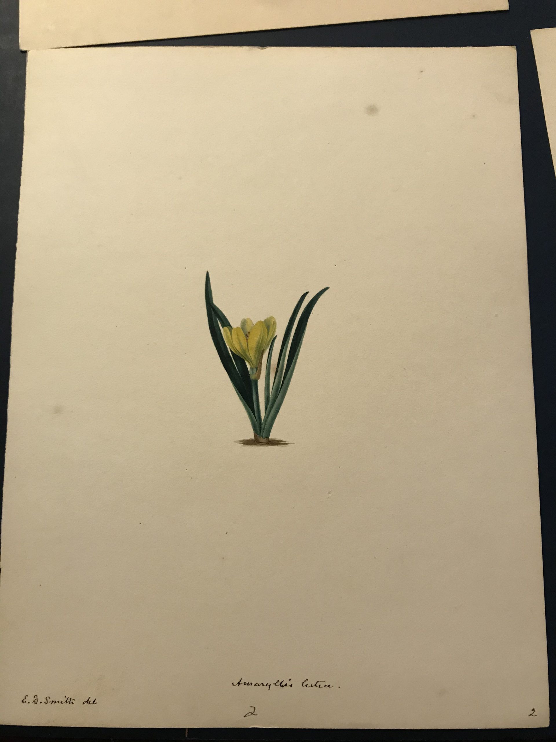 Original watercolour of Amaryllis lutea from Volume 1 of Maund's The Botanic Garden at NHM Library Special Collections Botany Drawings CUPD 12