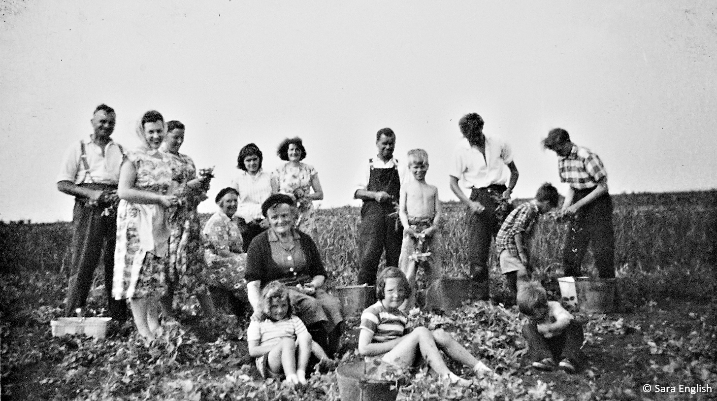 Family picking peas