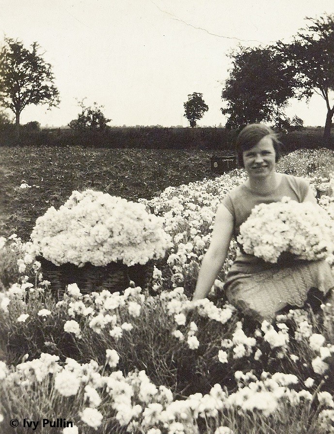 Cutting pinks (flowers) for market