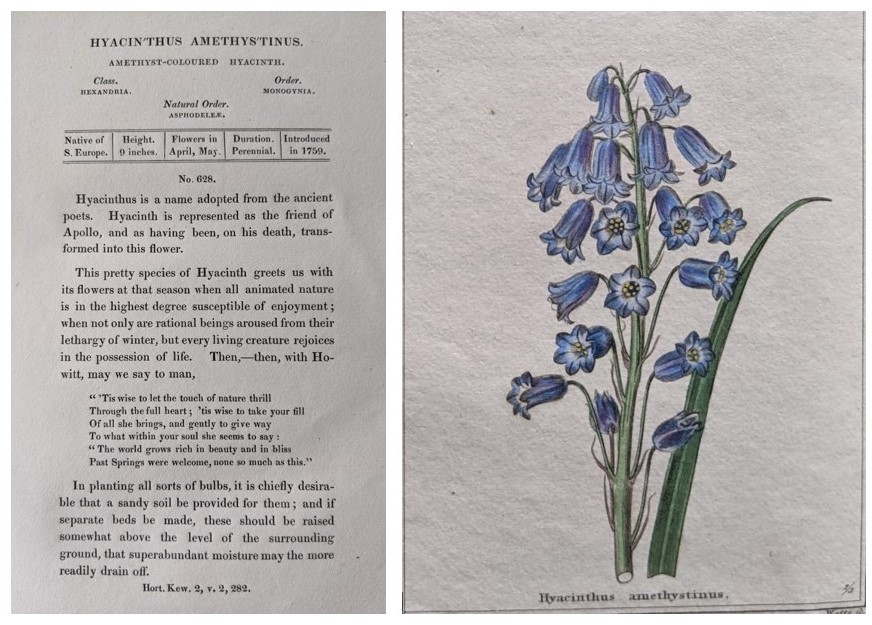 Description of and plate of Hyacinthus amethystinus from Maund's The Botanic Garden Vol VII