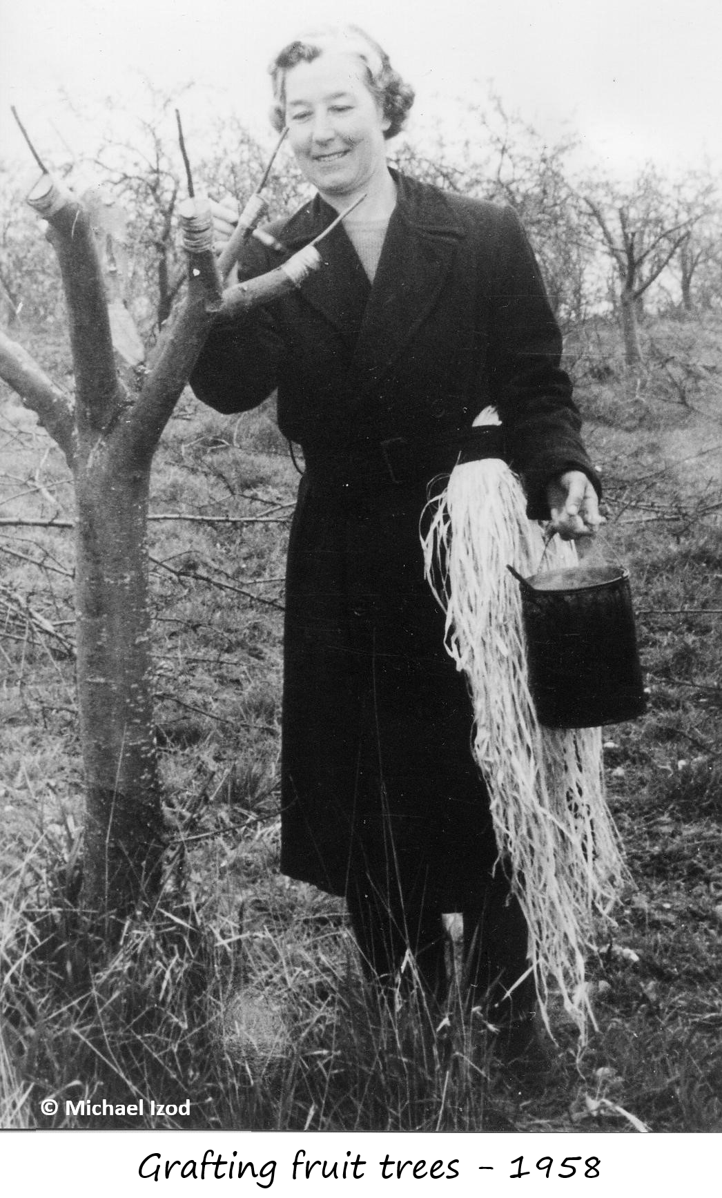 Woman grafting fruit trees 1958