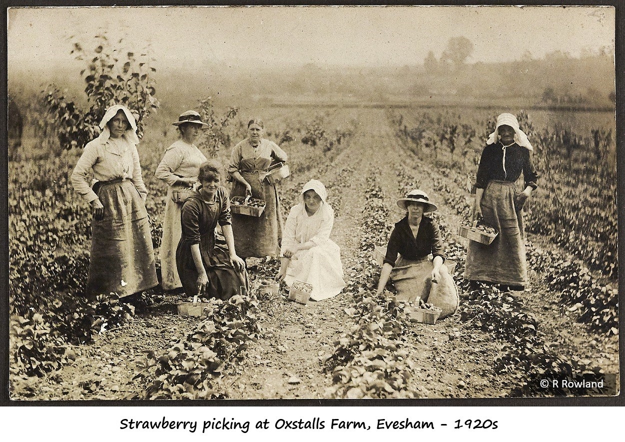 Strawberry picking at Oxstalls Farm - 1920s