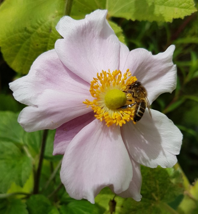 Bee on a flower