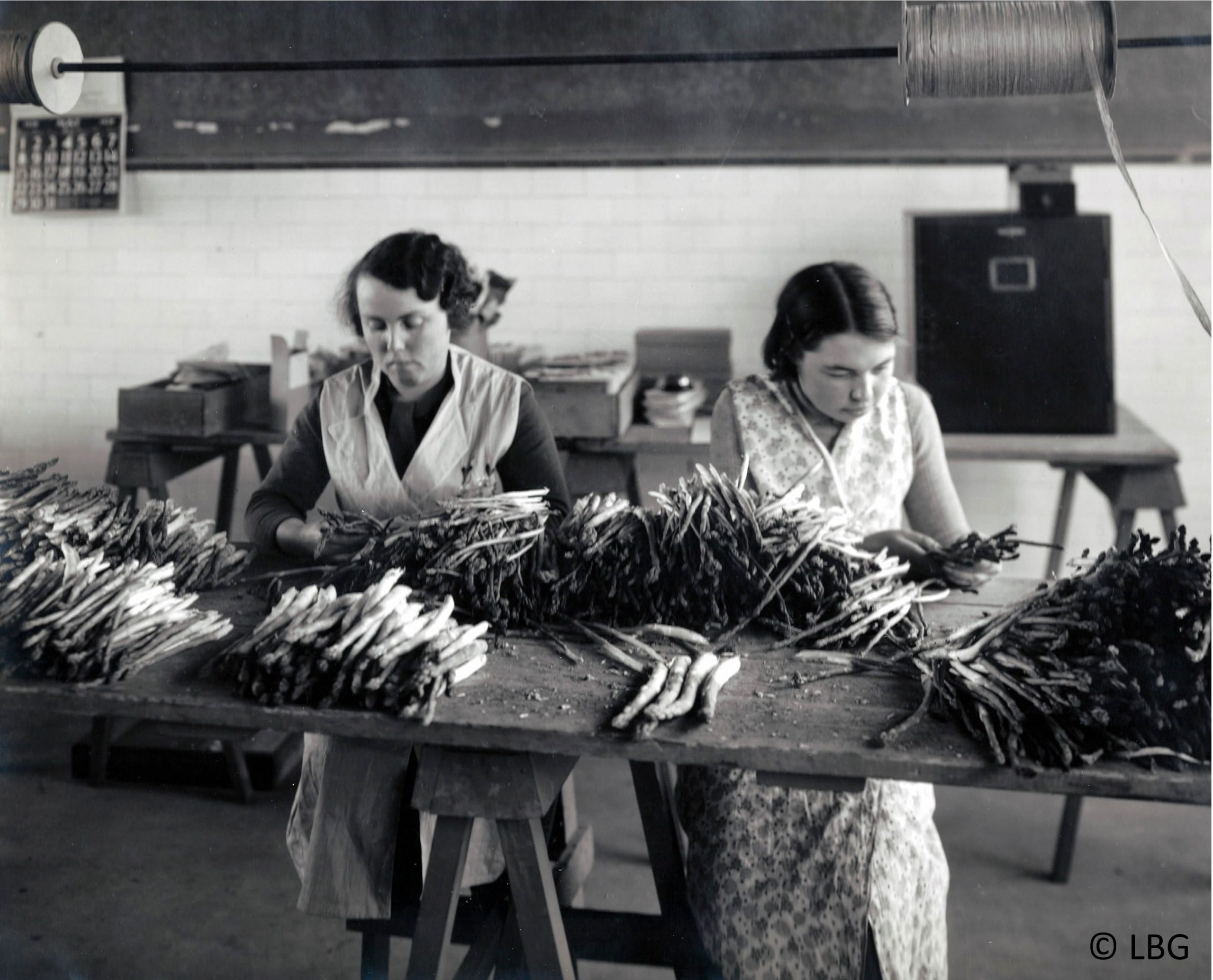 Women bundling asparagus